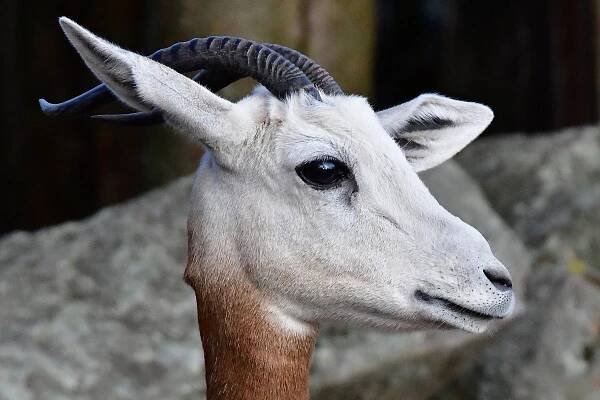 gazela červenokrká / nanger dama ruficollis