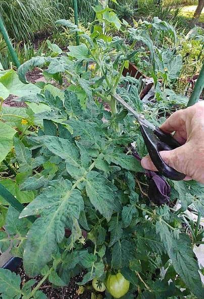 Topping a tomato plant