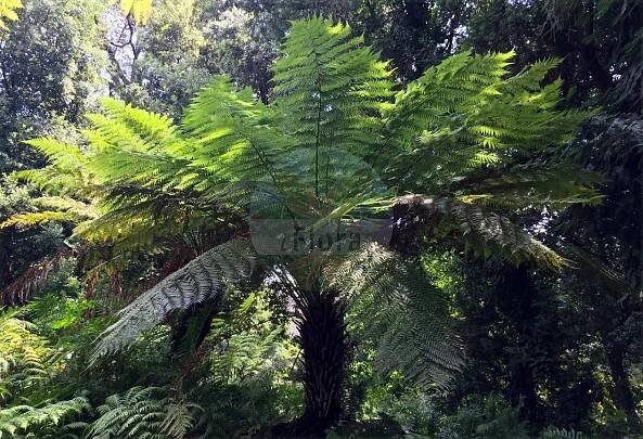 Dicksonia antarctica - Dicksoniaceae,Plantae,Pteridobiotina,Polypodiophyta,Polypodiopsida,Polypodiidae,Cyatheales,Dicksoniaceae,Dicksonia,Dicksonia antarctica,Balantium antarcticum, Cibotium billardierei,Australischer Baumfarn;australian tree-fern;fougère arborescente;fougère arborescente australienne;helecho arborescente;Tasmaanse boomvaren;feto-arbóreo-da-tasmânia;антарктическая диксония;диксония антарктическая;sydlig trädormbunke;ディクソニア・アンタルクティカ;dikusonia antarukutika