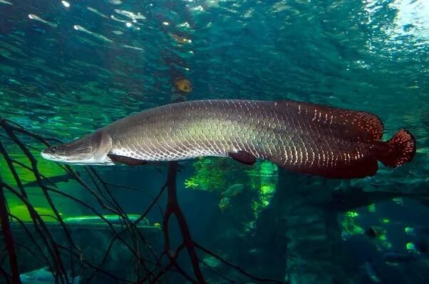 Arapaima (Sudis gigas), také známý jako pirarucu. stock fotka