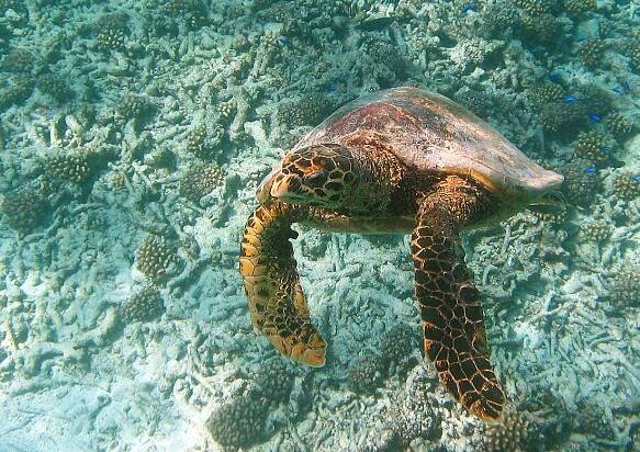 Eretmochelys imbricata - kareta pravá