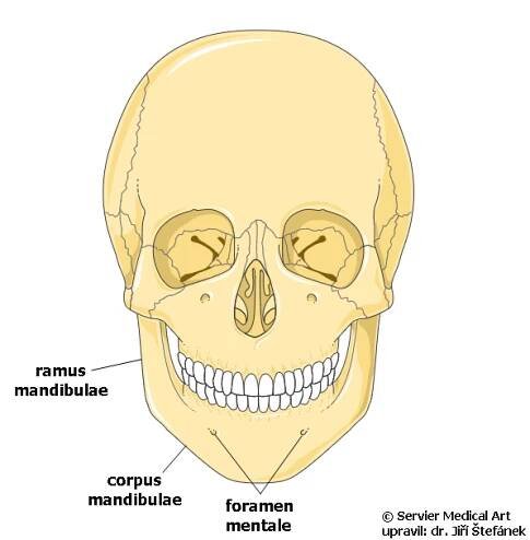 Mandibula | Medicína, nemoci, studium na 1. LF UK