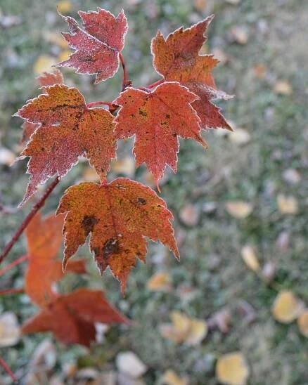 Zone 3 Maple Trees: What Are The Best Maples For Cold Climates