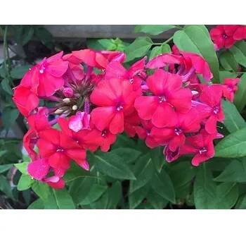 Plaménka latnatá 'Grenadine Dream' - Phlox paniculata 'Grenadine Dream' Balení: kontejner p11