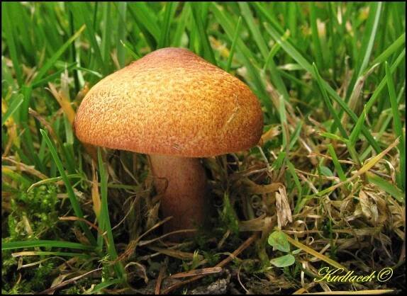 Šafránka červenožlutá - Tricholomopsis rutilans - Kudluv fotoatlas hub