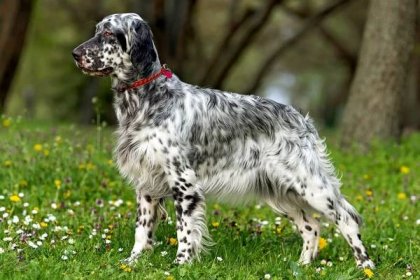 Black and white spotted English Setter stands in flower-covered grass