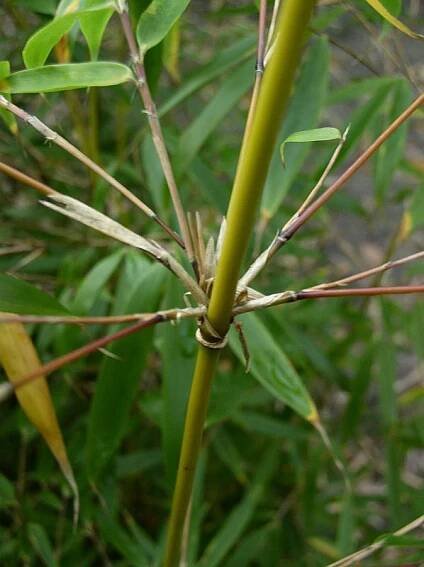 http://bambusy.info/img/uploaded/Fargesia-robusta-Pingwu-04.jpg