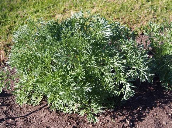 Estragon patří nejen do francouzské kuchyně: Jak ho pěstovat
