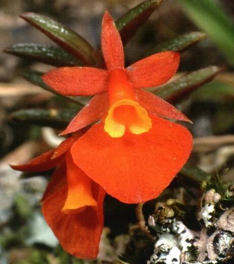 Fernandezia ionanthera | European Orchid Council