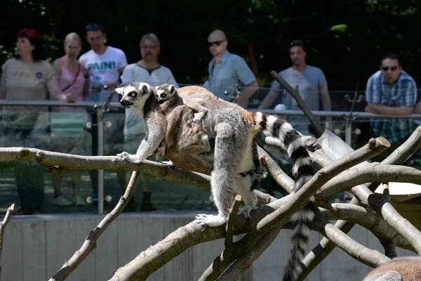 Firmy | Zoo Olomouc - Svatý Kopeček