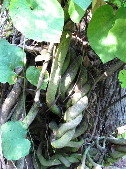 Podražec velkolistý (Aristolochia durior)