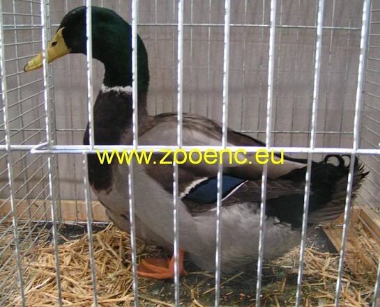 Kachna ruánská