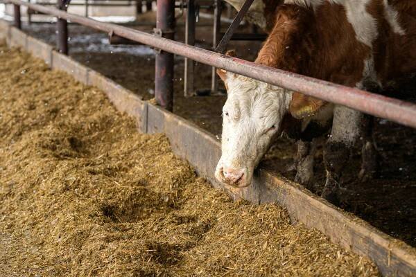 Základová fotografie na téma bos taurus, chlévská zvířata, chov hospodářských zvířat, chov skotu, chov zvířat, detail, dobrých