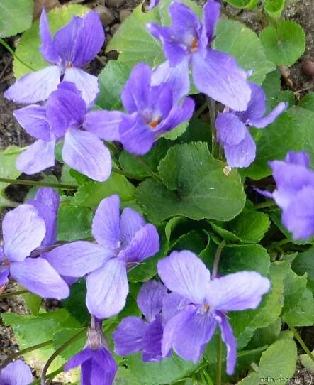 Violka vonná - Viola odorata Königin Charlotte