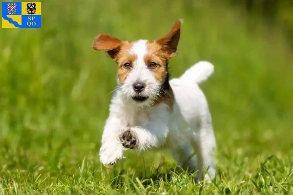 Chovatelé Jack Russellů a štěňat v Olomouci