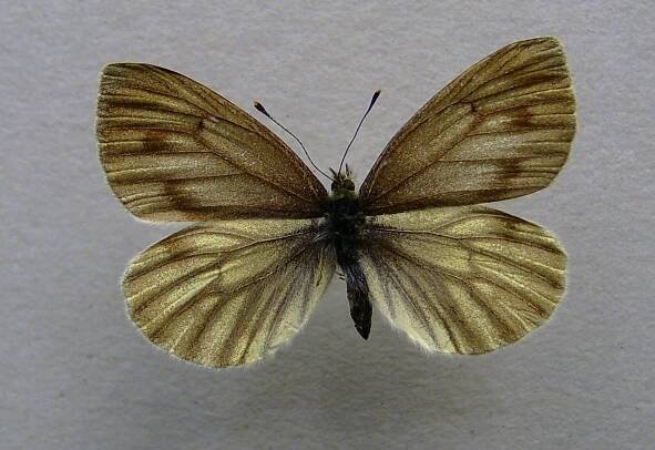 Súbor:Pieris bryoniae.female.jpg
