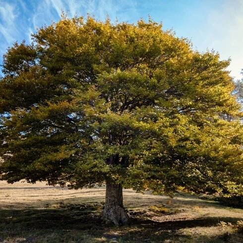 Growing Elm Trees: Learn About Elm Trees In The Landscape