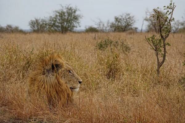 Photo of lion being hard to spot in tall grass.