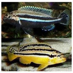 Melanochromis auratus - Tlamovec pestrý - Chov a prodej akvarijních ryb Josef Plochý