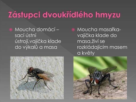PPT - Hmyz Dvoukřídlí PowerPoint Presentation, free download - ID:5103432