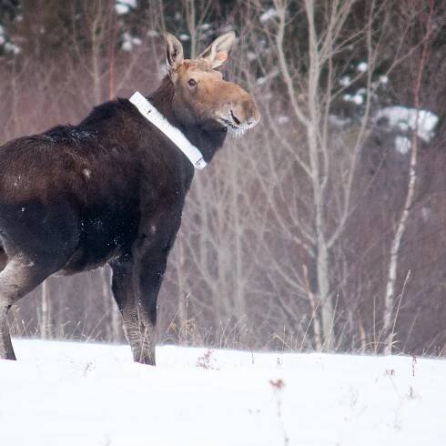 Collared moose