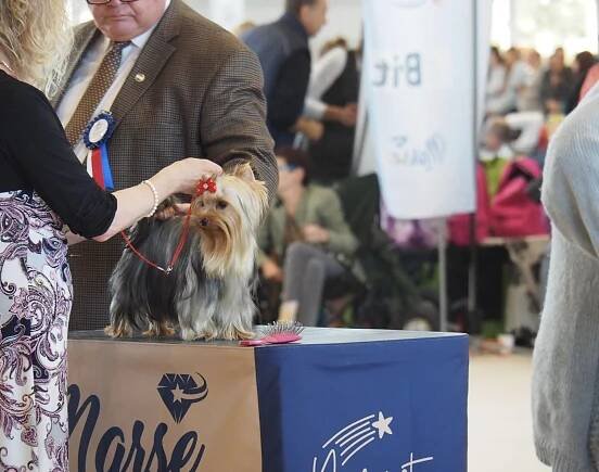Yorkshire terrier / Chihuahua - Chovatelská stanice Happines Bohemia, Kosoř 