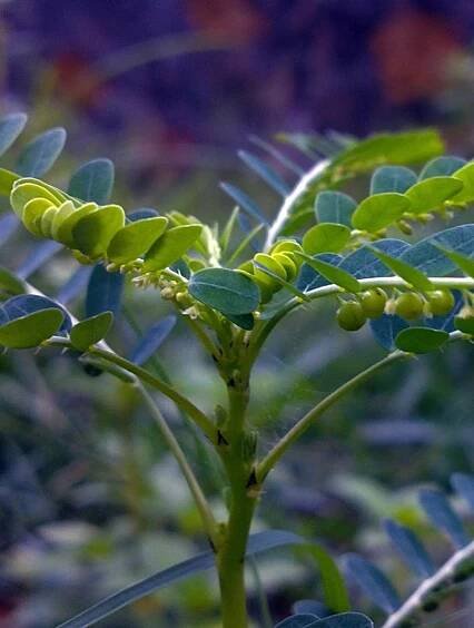Phyllanthus Tea: Healthy, All-Natural Herbal Tea