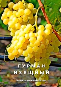 Odrůdy vinné révy v abecedním pořadí, hybridní formy Kraynov a Krasokhina