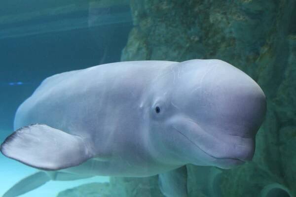 This Beluga Whale Has Been Held in a Conglomerate’s Aquarium for Years