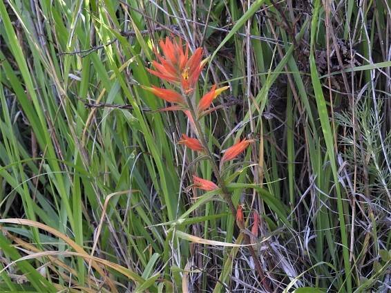 Green Gulch – GGNRA – Marin = Hike