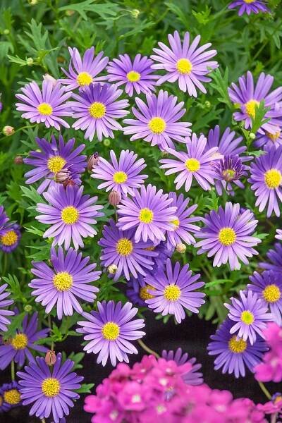 Brachyscome Brasco ™ Violet