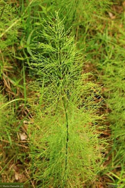 Přeslička lesní (Equisetum sylvaticum)