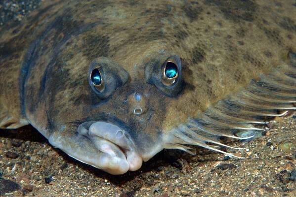 Scandinavian flatfish