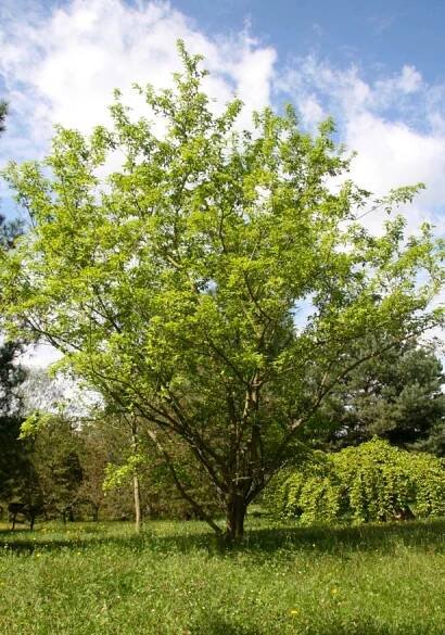 Acer ginnala javor amurský.JPG