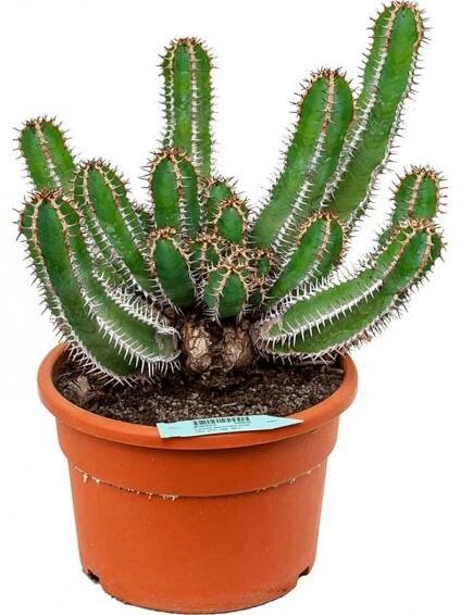83771 euphorbia avasmontana prumer 27 cm