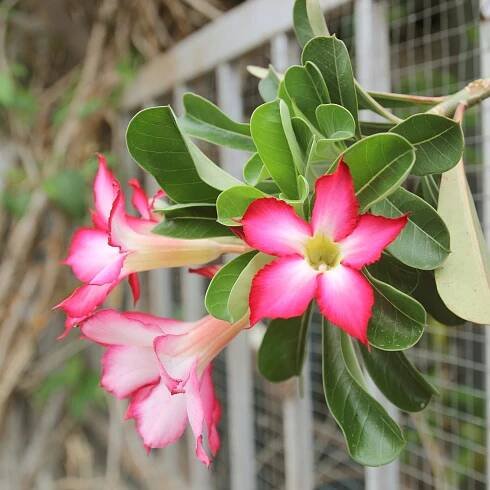 Adenium Obesum Semena Růže pouště mini Baobab sukulent Bonsai 5 SEMEN Druh rostliny sukulenty
