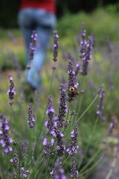 lavender butt