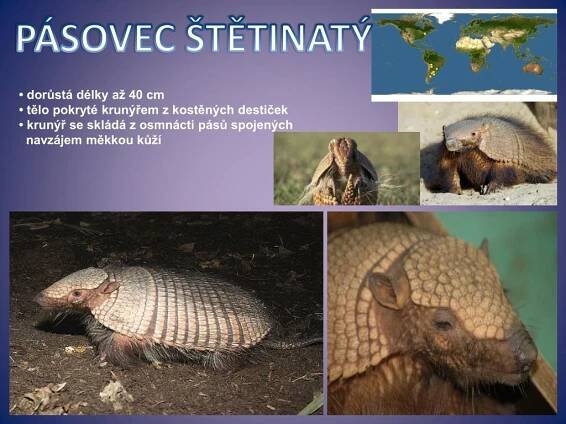 PPT - SAVCI PowerPoint Presentation, free download - ID:6161492