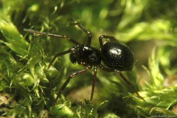 Česká arachnologická společnost - Ceratinella brevis (Wider, 1834) [pavučenka krátká] → Čeleď: Linyphiidae → Rod: Ceratinella