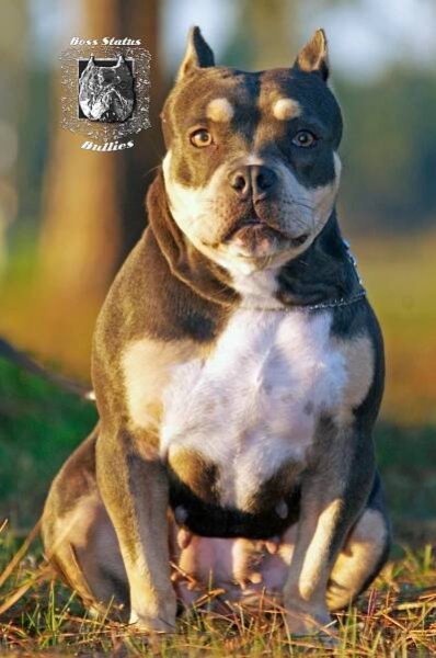 Our American Bullies -- Tri Color American Bullies and Pit Bulls - Boss Status Bullies -- Tri Color American Bully, Pacific