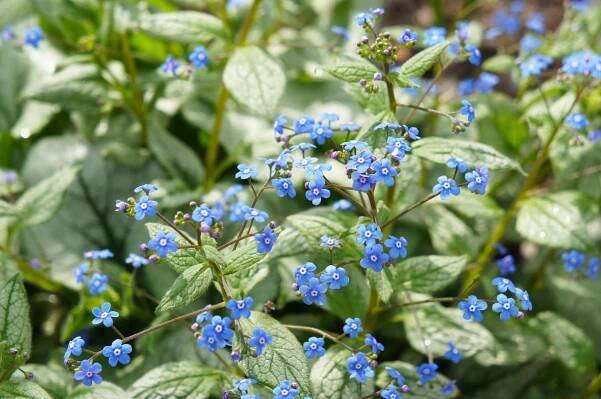 Brunnera macrophylla jack frost or siberian bugloss plant