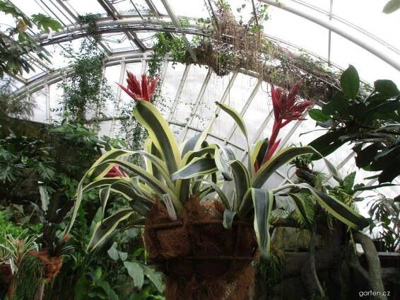 Forum / Obrázek : Echmea pruhovaná Felice (Aechmea fasciata)