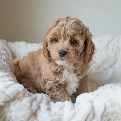 Duke, Susie - Cavapoochon Puppy.jpg