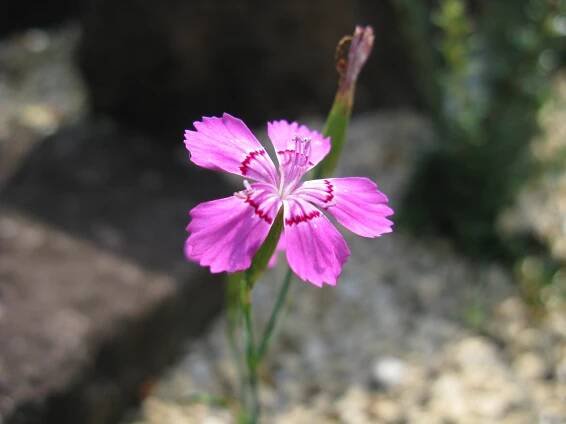 Soubor:Dianthus microlepis1.jpg