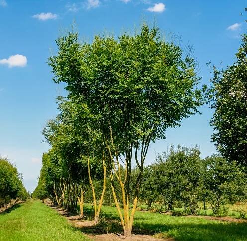 Koelreuteria paniculata | Svitel latnatý - Van den Berk školky