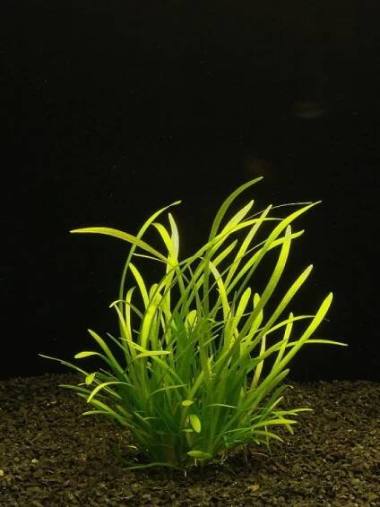 Sagittaria subulata - Jezírka