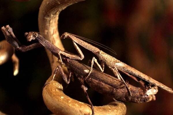 Popa (mantis)