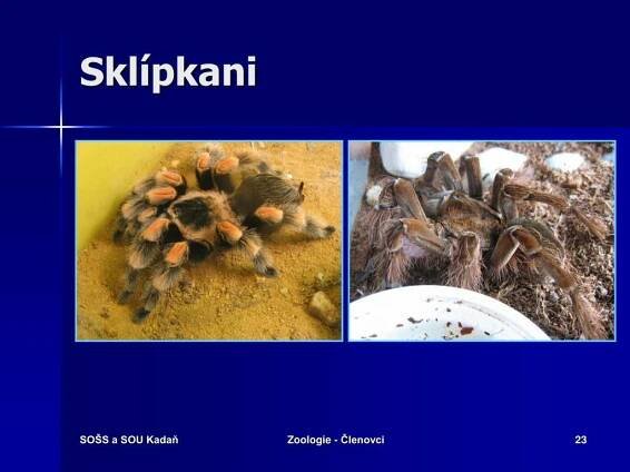 PPT - KMEN: ČLENOVCI PowerPoint Presentation, free download - ID:4942391