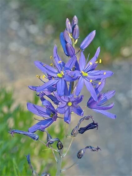 Wildflowers in Jericho Park – Jericho Stewardship Group