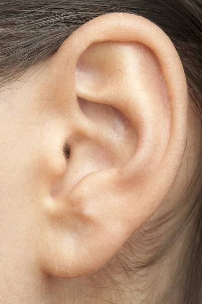 Human Ear (XXXL) - The Center For Advanced Acupuncture